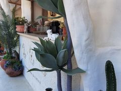 -Sirena海妖日咖夜酒