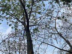 -广东花都湖国家湿地公园