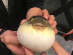 -肆月河豚·新淮扬(金融街店)