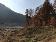 -小芝红树林