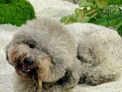 -帕帕拉兹宠物(亚洲旗舰店)