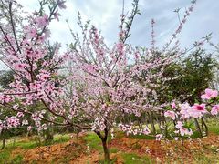 -武汉紫薇都市田园