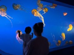 -太平洋海底世界