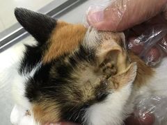 -中农大我爱我爱24h动物医院·中医针灸·猫专科·骨科医疗中心(双井店)