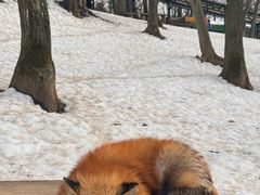 -宫城藏王狐狸村