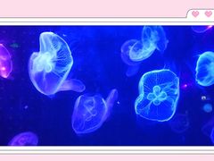 -锦艺城海洋馆