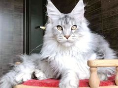 -十年猫舍·猫咪专门店(普陀店)