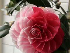 -三圣花乡旅游区