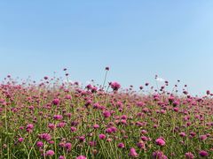 -径山花海