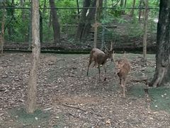 -清迈夜间动物园