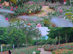 -香蜜公园