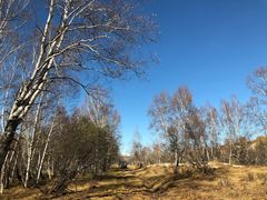 -乌兰布统景区-白桦林