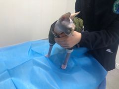-喜多萌中农锦绣动物医院24H·猫科·牙科MRI·CT