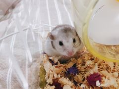 -钓仓鼠(洋桥北里小区店)