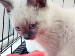 -喵zoo家庭繁育猫舍(尖东智能花园店)