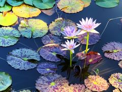 -国家植物园南园