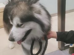 -宠福鑫康馨动物医院·骨科·眼科