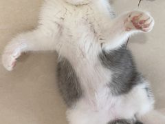 -欣宠猫屋·矮脚拿破仑·蓝金金渐层