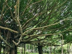 -荔香公园
