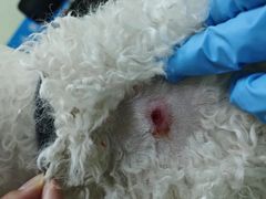 -艾贝尔宠物医院·24H转诊中心·肿瘤猫专科(江宁双龙店)