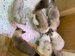 -滚猫咖啡·猫咖·猫友好撸猫(未来城店)