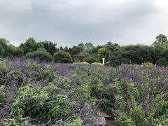 -广东花都香草世界旅游度假区