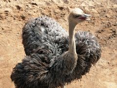 -西霞口神雕山野生动物世界