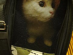 -坂吉屋·居酒屋深夜食堂(龙湖店)