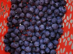 -金谷域澳洲庄园