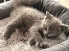 -1013 PET SHOP精品宠物商店(丁香店)