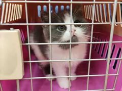 -袖虎宠物(锦绣生态园店)