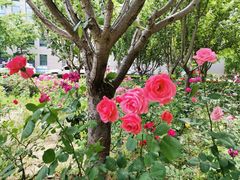 -北京理工大学(中关村校区)