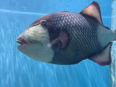 -芜湖新华联大白鲸海洋公园