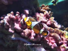 -暹罗海洋世界
