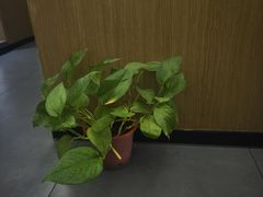 -耳湾躺式采耳SPA馆(保利五月花店)