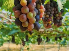 -海堤葡萄园中小学生研学基地