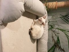 -Cappucimeow猫咪咖啡馆(韦伯时代店)