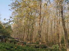 -合肥滨湖国家森林公园