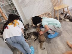 -楼上猫咖(罗湖店)