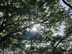 -上海共青森林公园