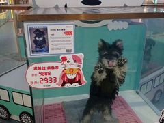 -龟与熊猫宠物公园(南坪店)