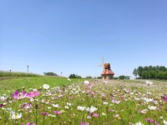 -杭州湾海上花田景区