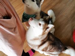 -Husky Go! 哈士奇体验馆·宠物咖啡厅狗咖