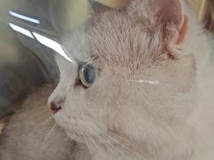 -瑞派福兴宠物医院犬猫全科·骨科·中西医结合(河东店)