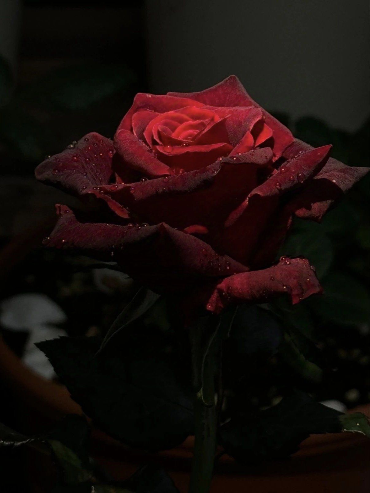 黑巴克,玫瑰园的秘密