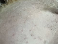 -瑞派紫金宠物医院24小时·骨科·中兽医·重症转诊中心(番禺大石院)