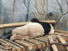 -深圳野生动物园