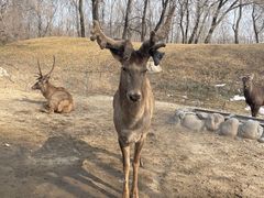 -北京野生动物园