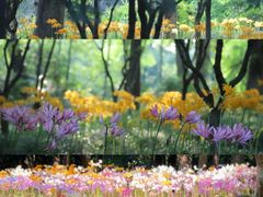 -杭州植物园