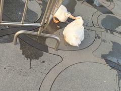 -龙华素斋(龙华路店)